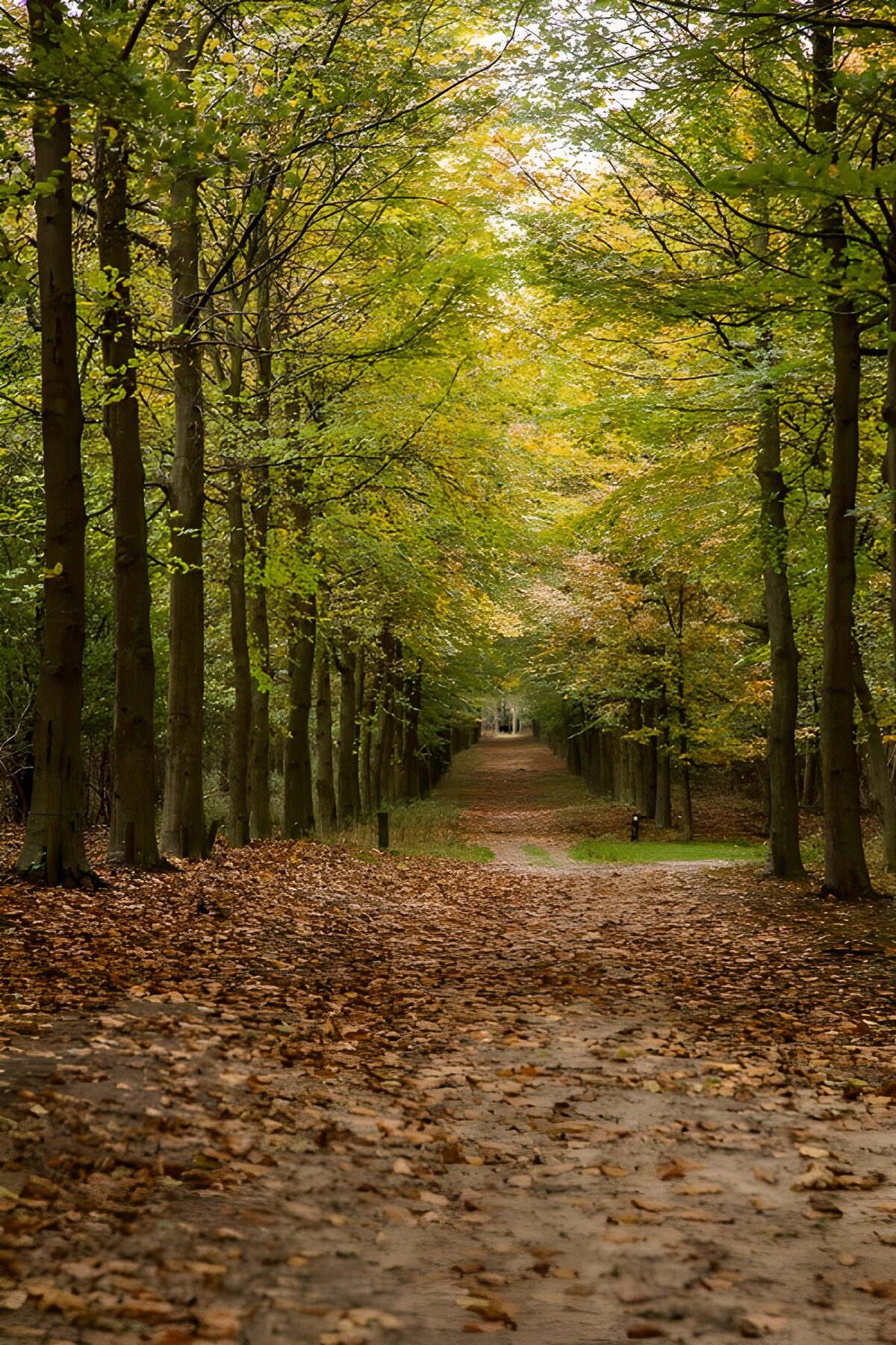 TPES37288: Camino de tierra bajo los árboles de otoño