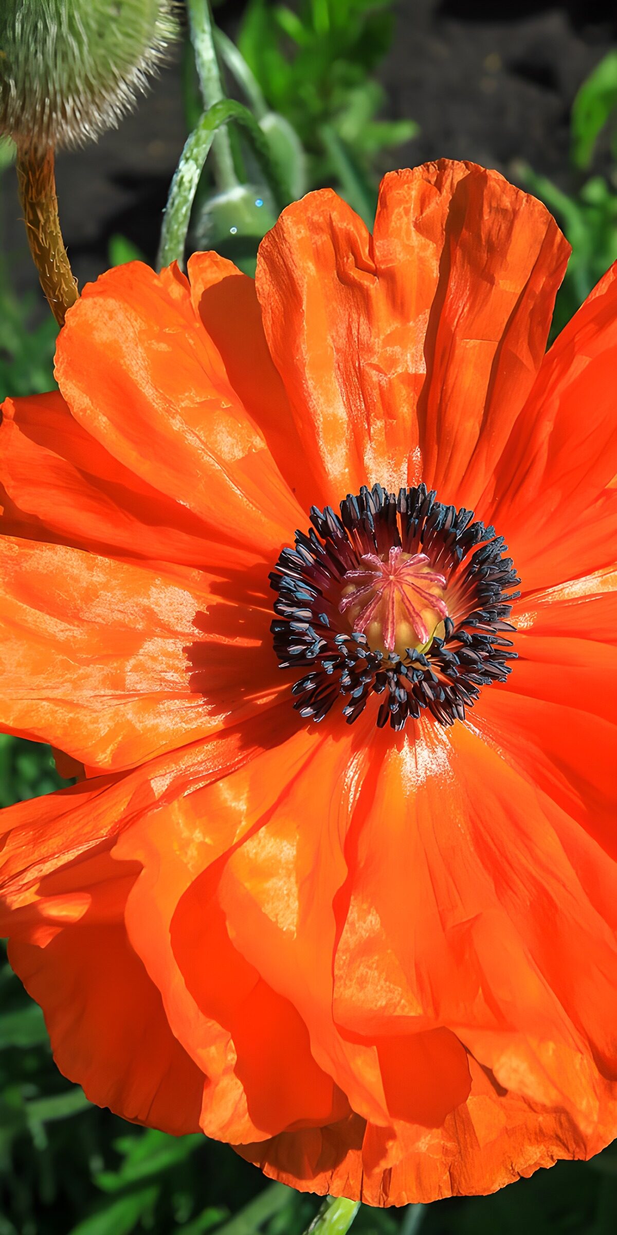 TPES34873: Amapola naranja a pleno sol