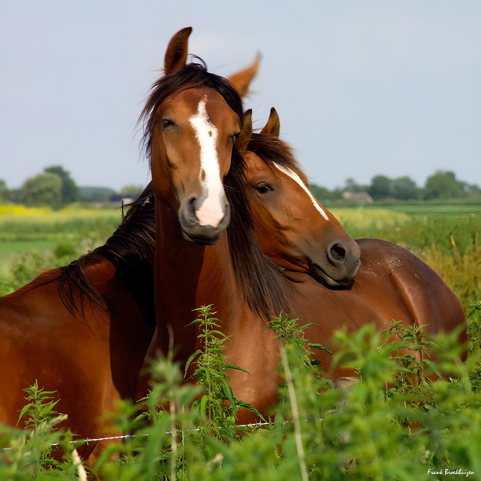 TPES54939: Dos caballos castaños entre la hierba