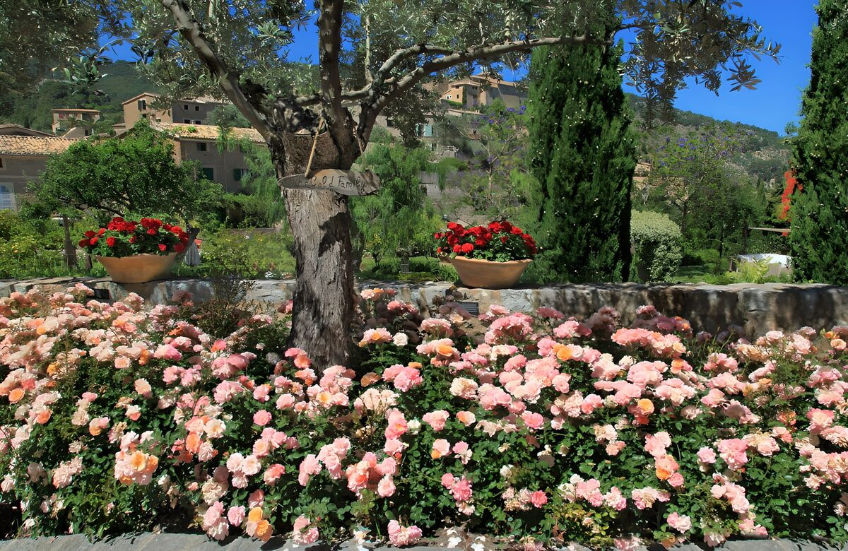 Rosas y olivo en un jardín al sol