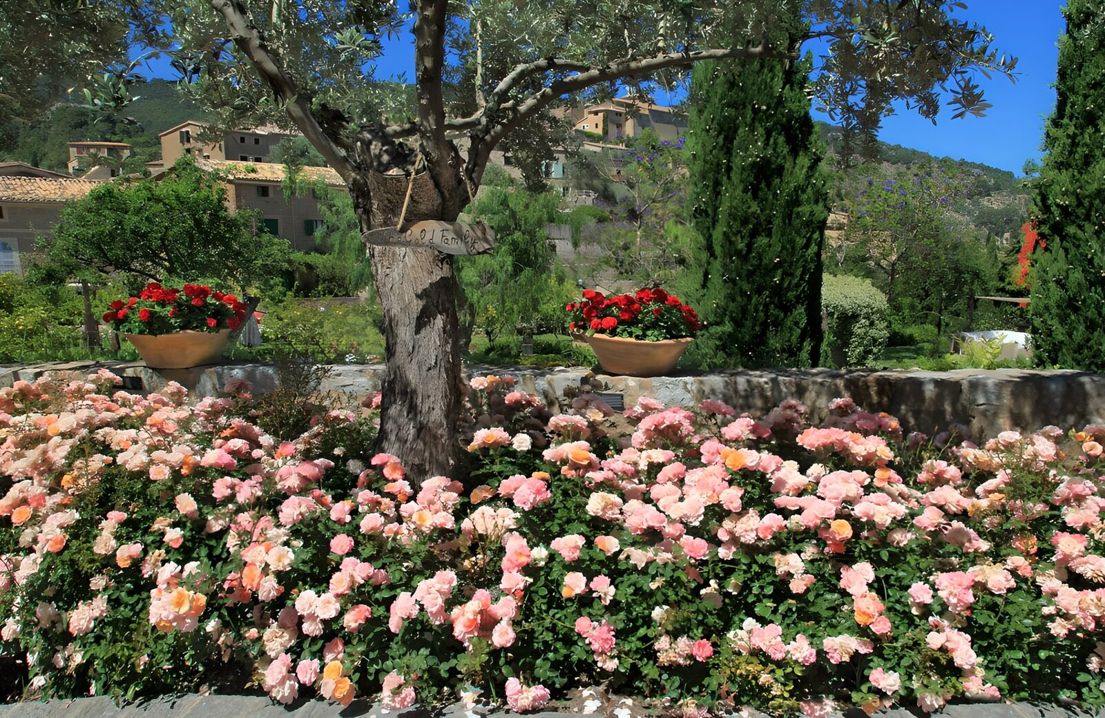 TPES73187: Rosas y olivo en un jardín al sol