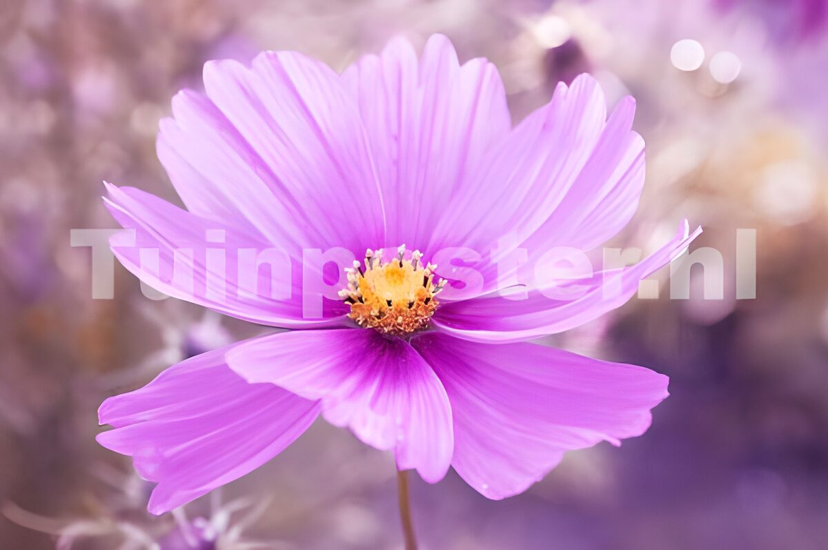 Cosmos rosa en primer plano y luz suave