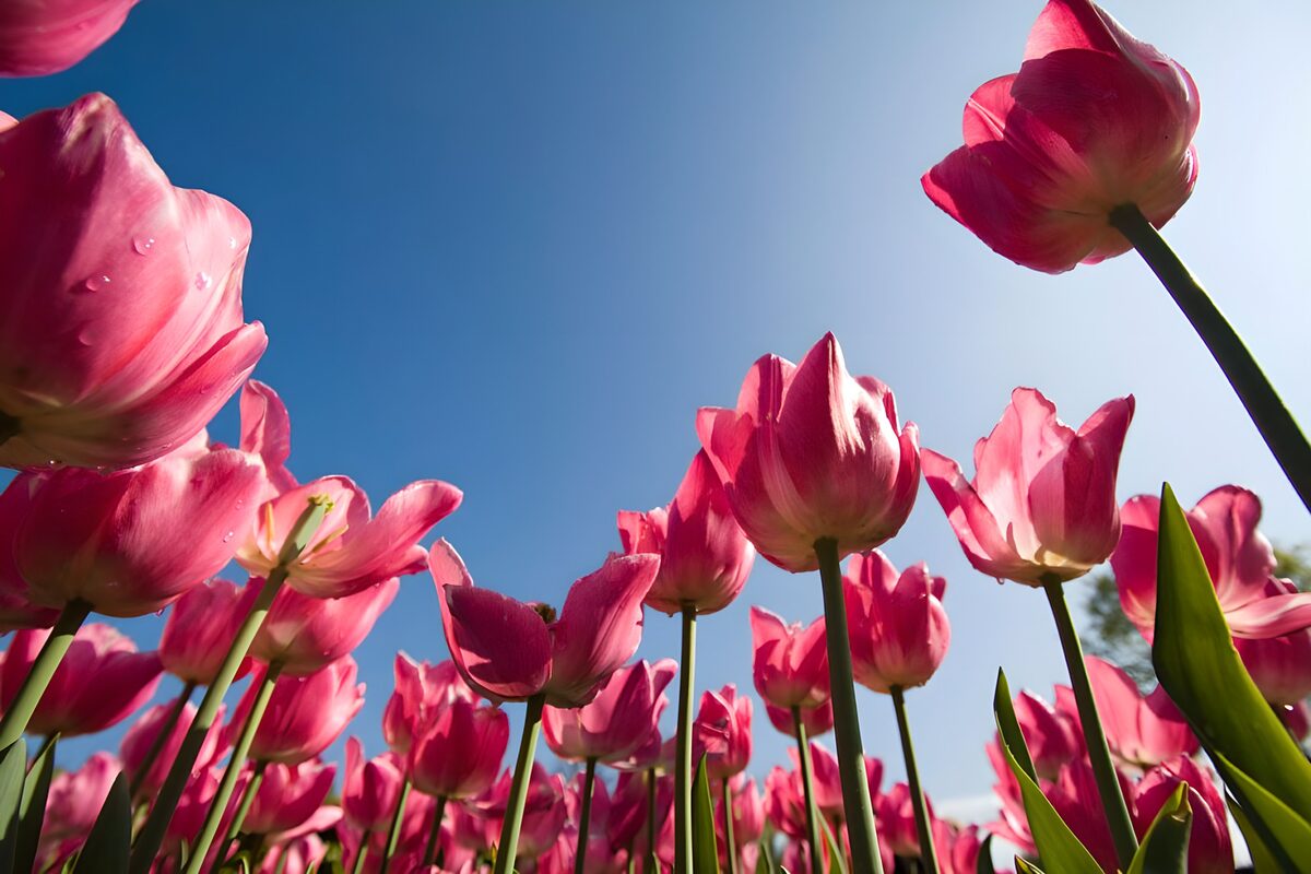 Tulipanes rosas bajo un cielo azul