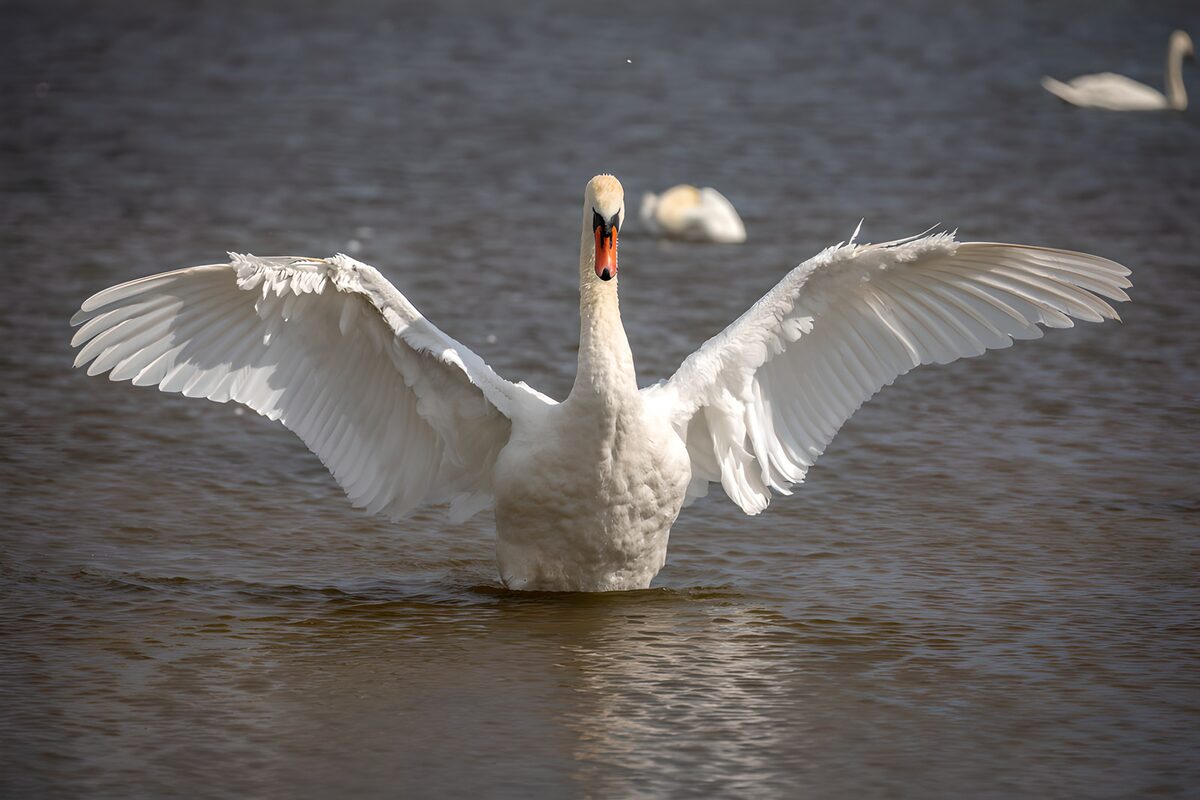 Cisne de frente con las alas abiertas