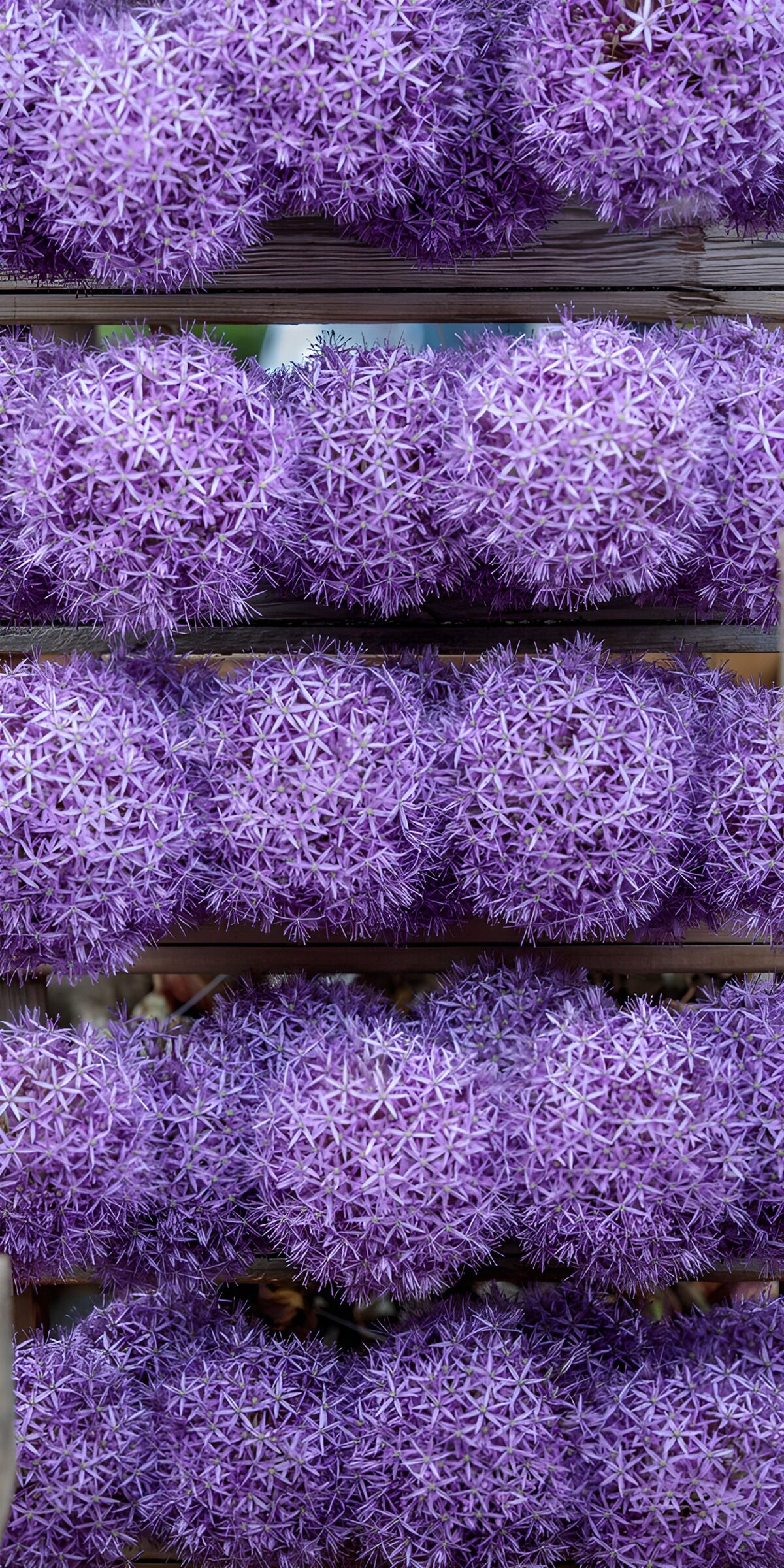 TPES29477: Ajos ornamentales en filas violetas