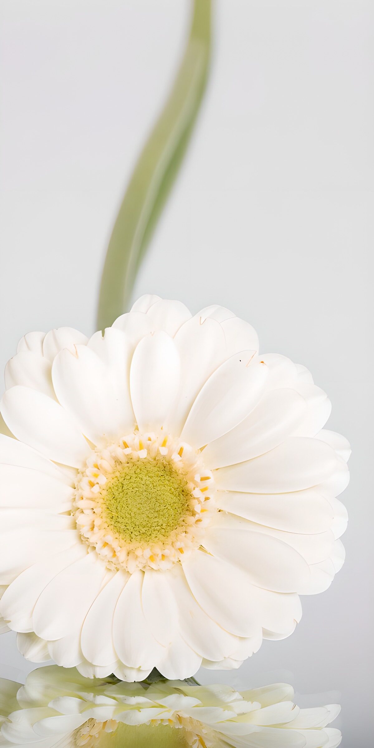 TPES15303: Gerbera blanca con reflejo
