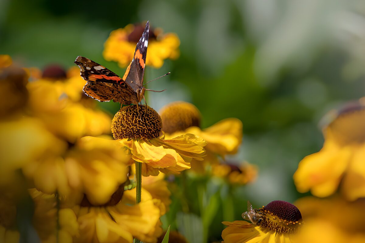 Mariposa al sol sobre una flor amarilla