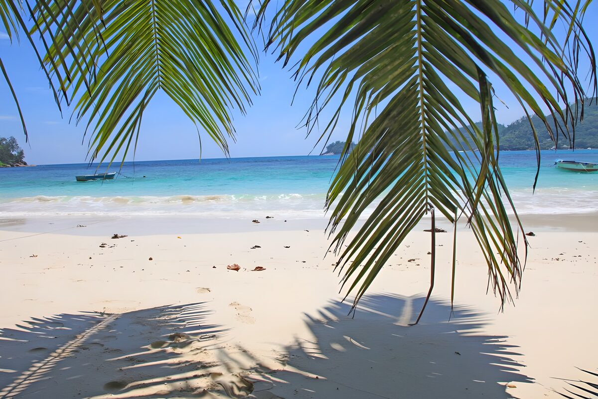 TPES40478: Playa tropical con palmeras y barcas