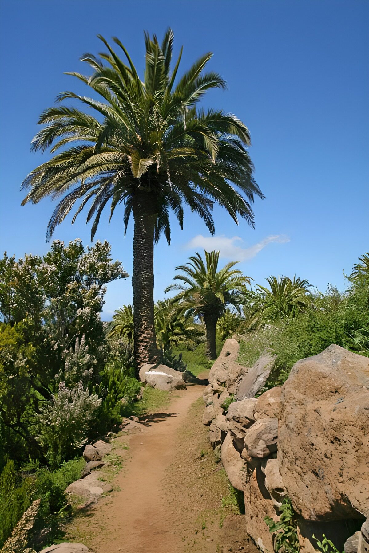 TPES12644: Sendero soleado entre palmeras
