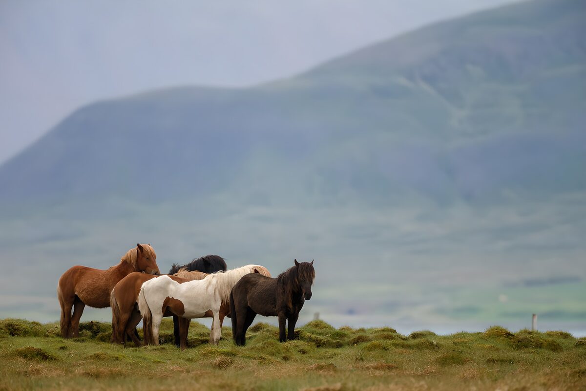Manada de caballos al pie de la montaña