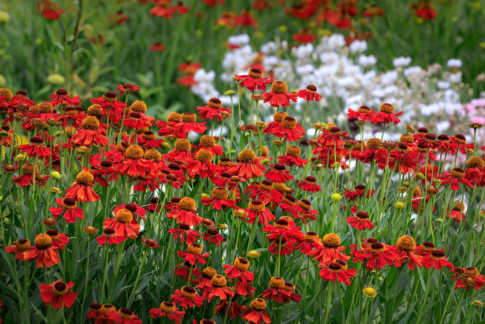 TPES63361: Flores rojas entre hojas verdes