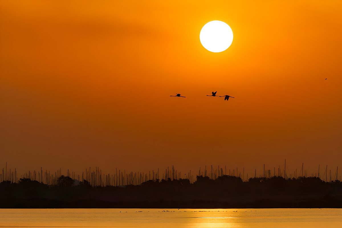 Aves en vuelo bajo un cielo naranja