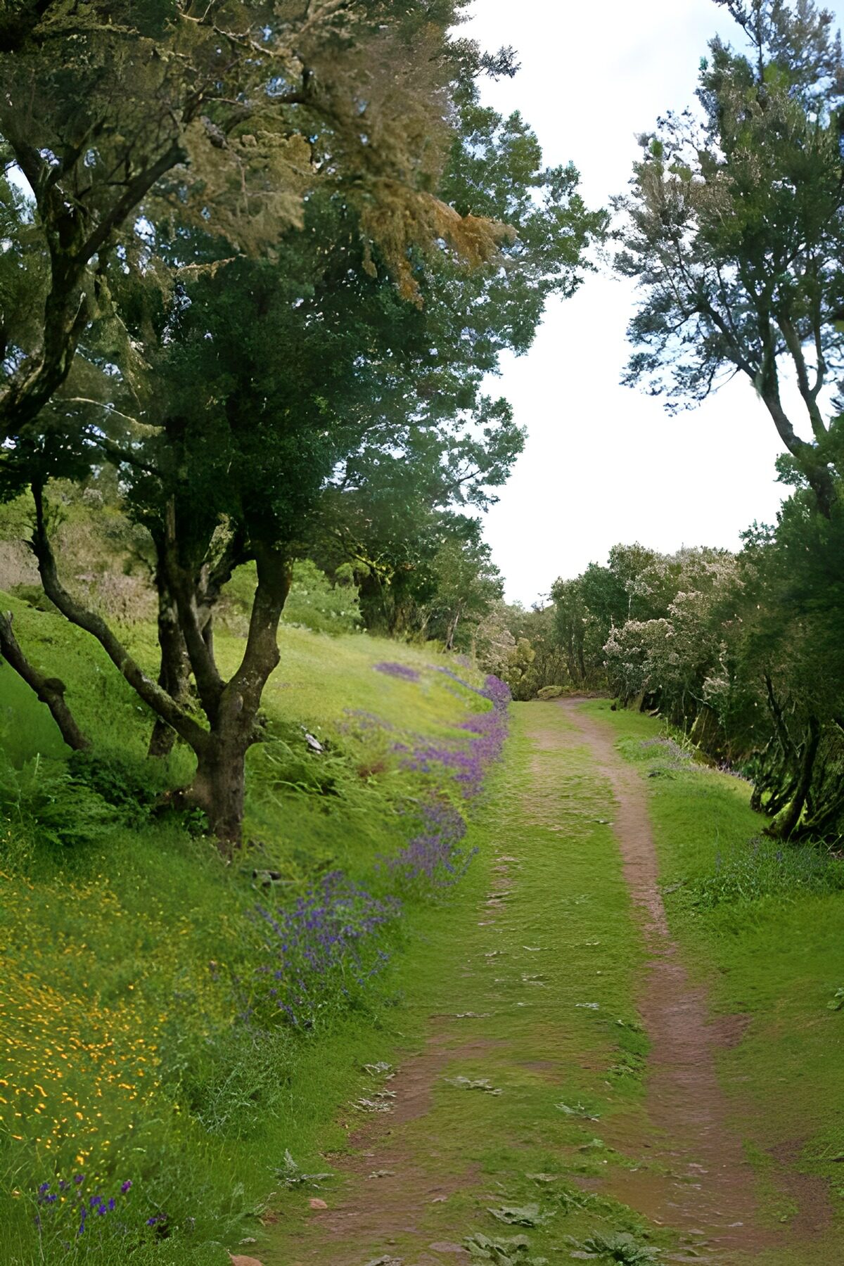 TPES71245: Camino de tierra entre flores y árboles