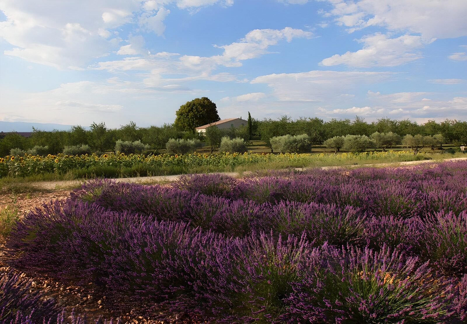 TPES81936: Lavanda, girasoles y olivos al sol