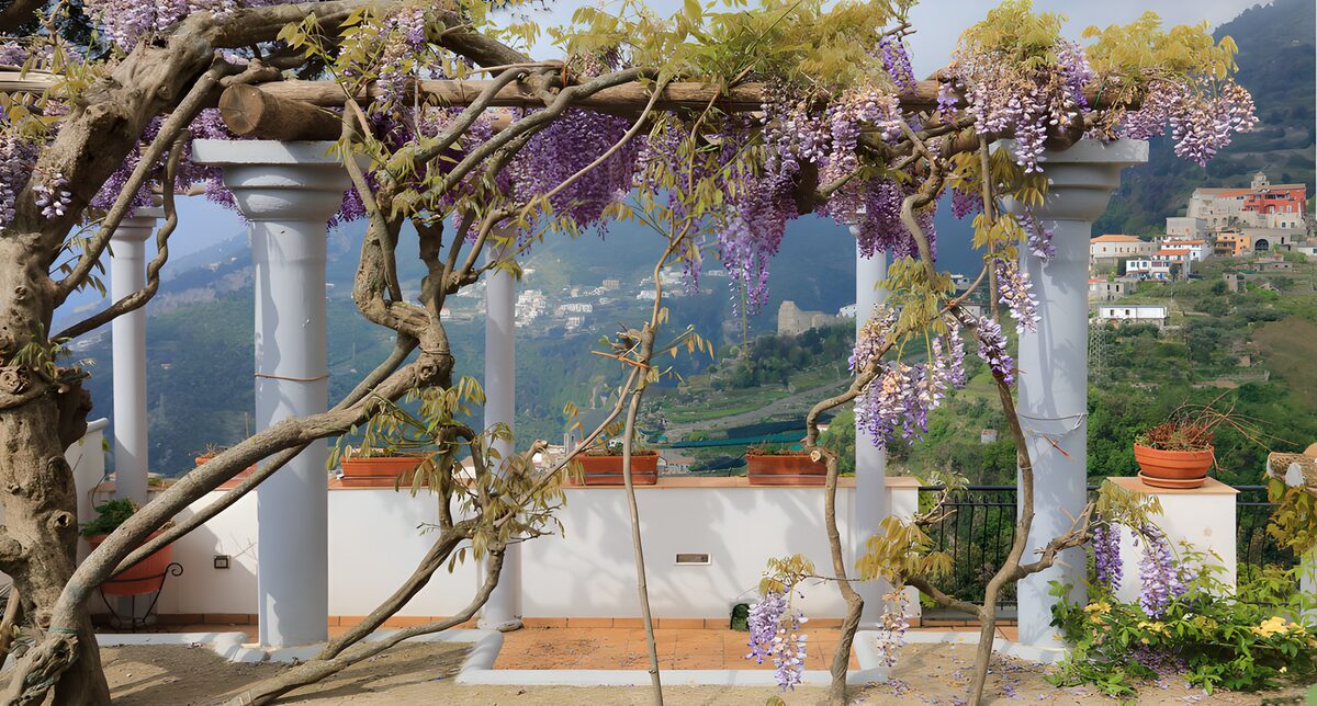 TPES31120: Terraza soleada con pérgola de glicinias