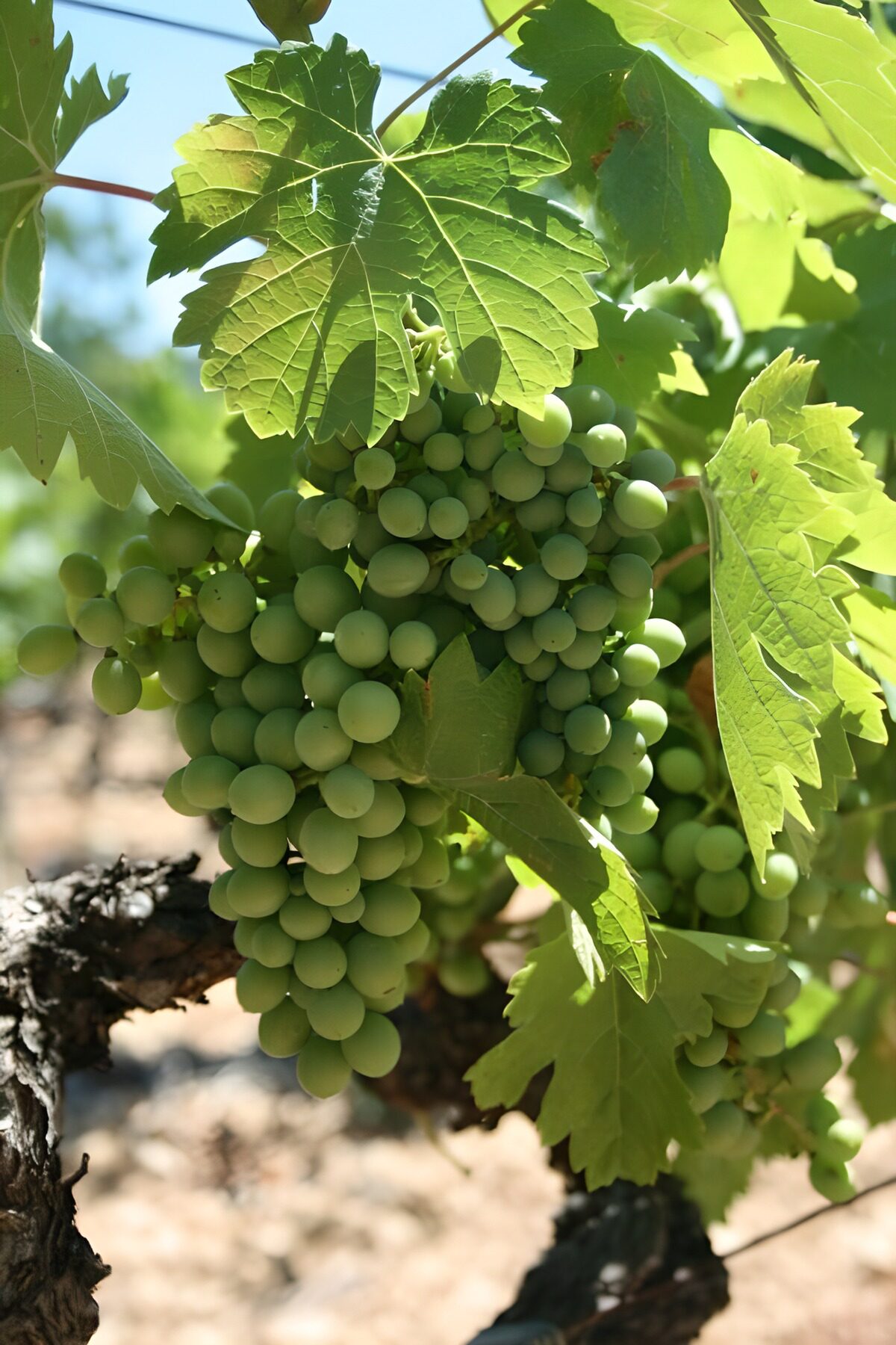 Racimos de uvas verdes al sol