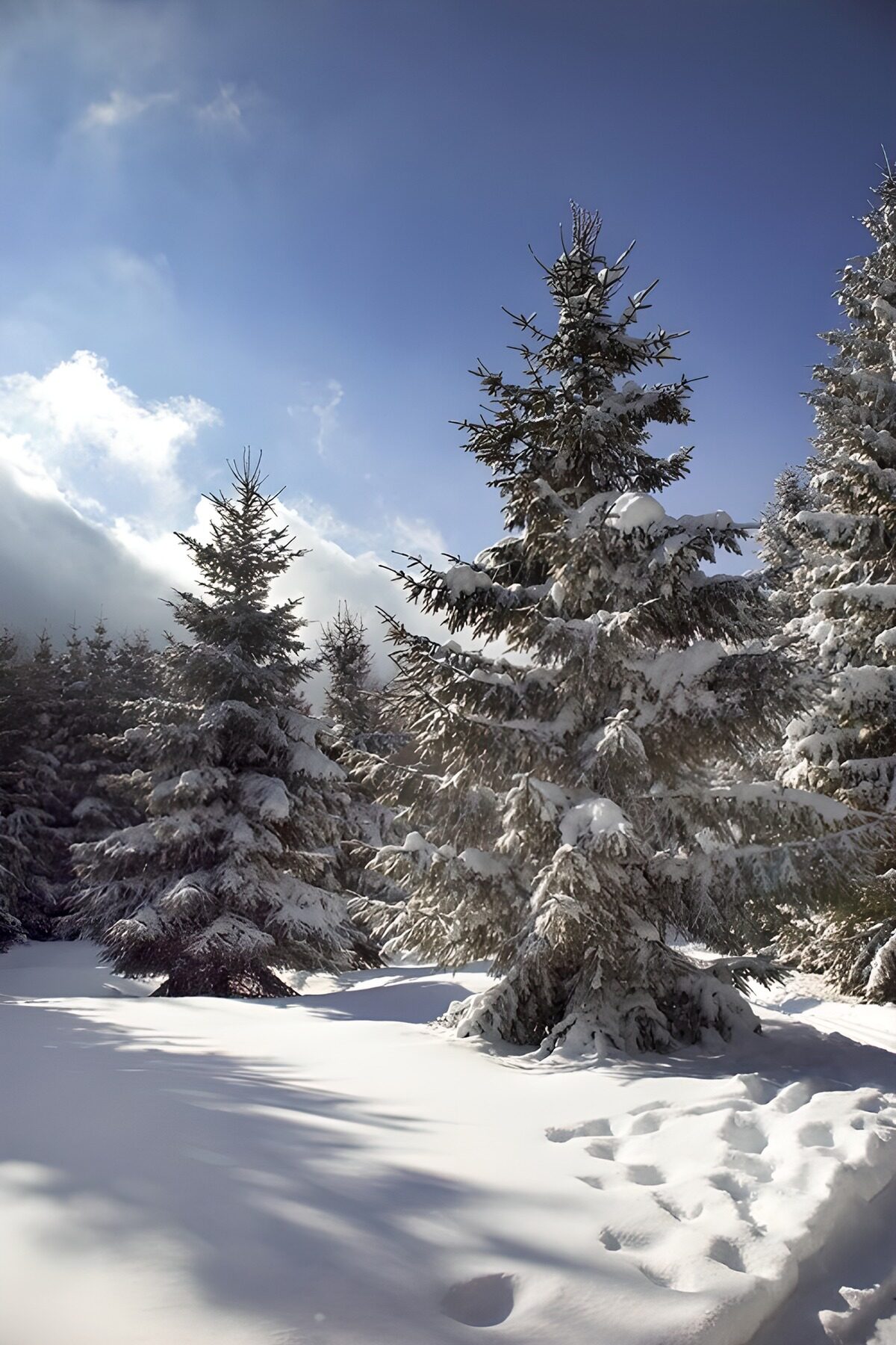 Bosque de coníferas nevado al sol