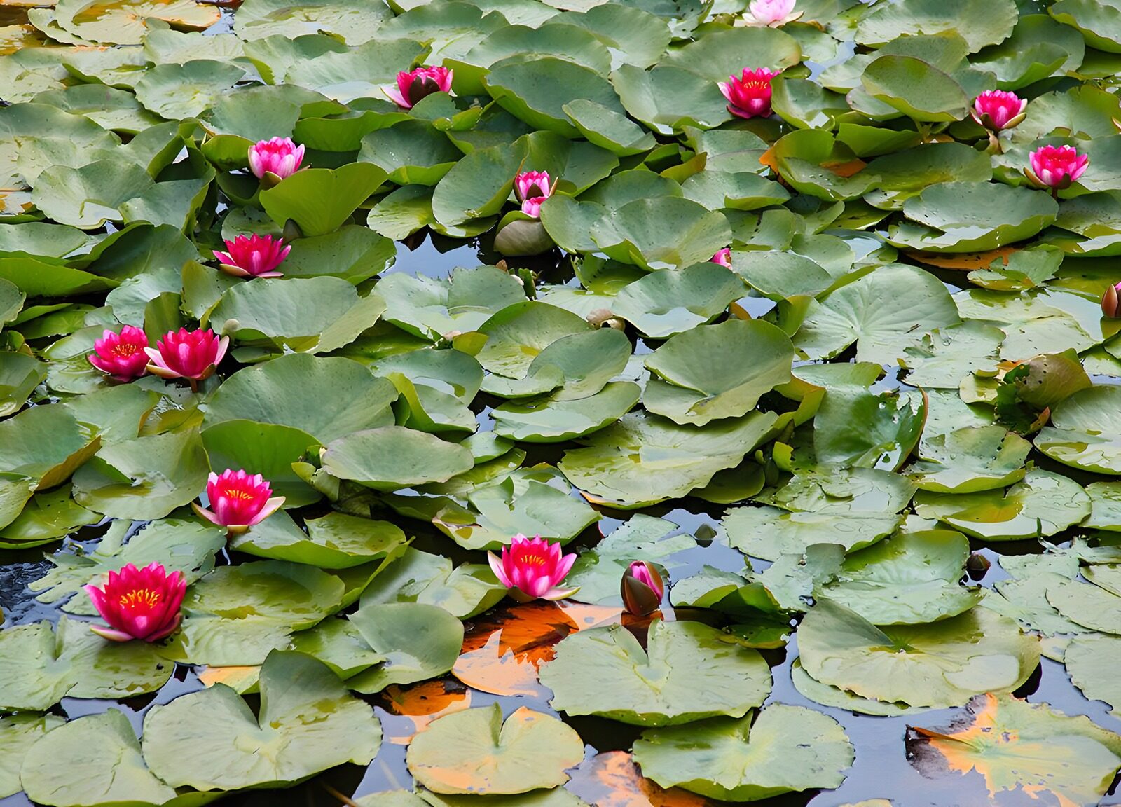 TPES26670: Nenúfares rosas en un estanque tranquilo