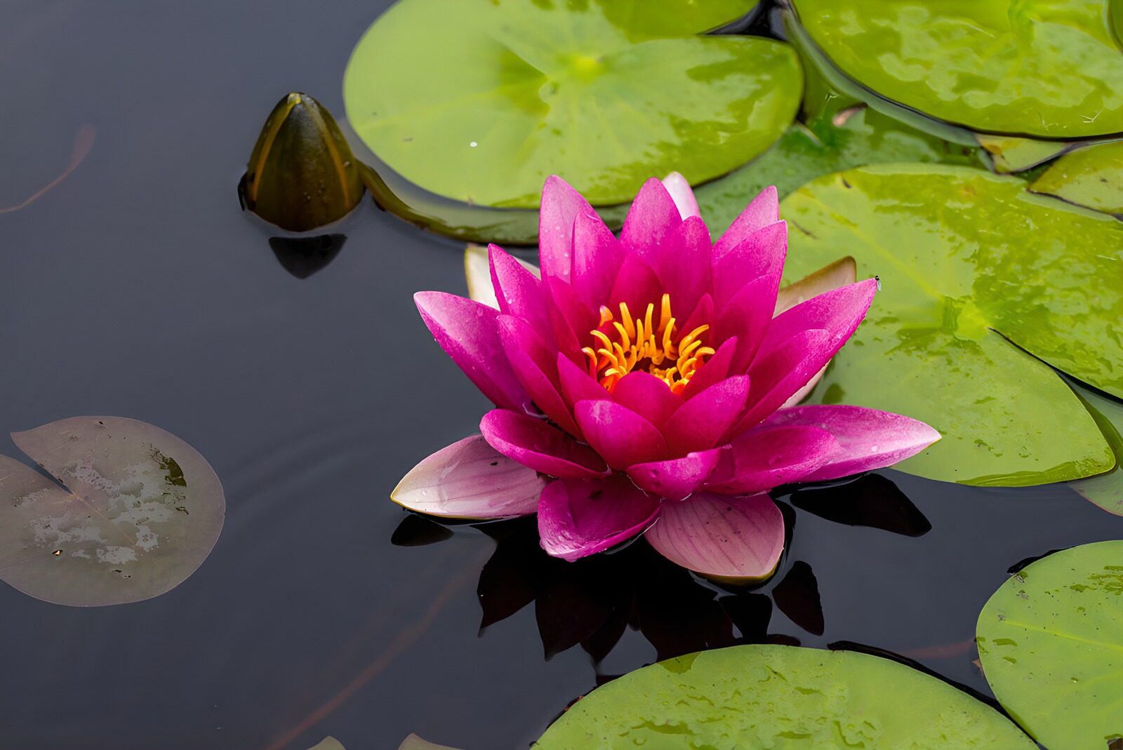 TPES68598: Nenúfar rosa sobre agua oscura