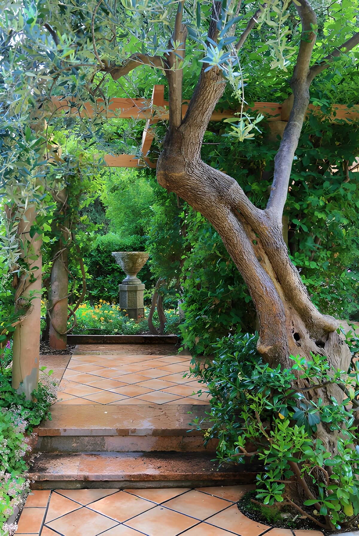 TPES92004: Escalones y olivo en un jardín frondoso