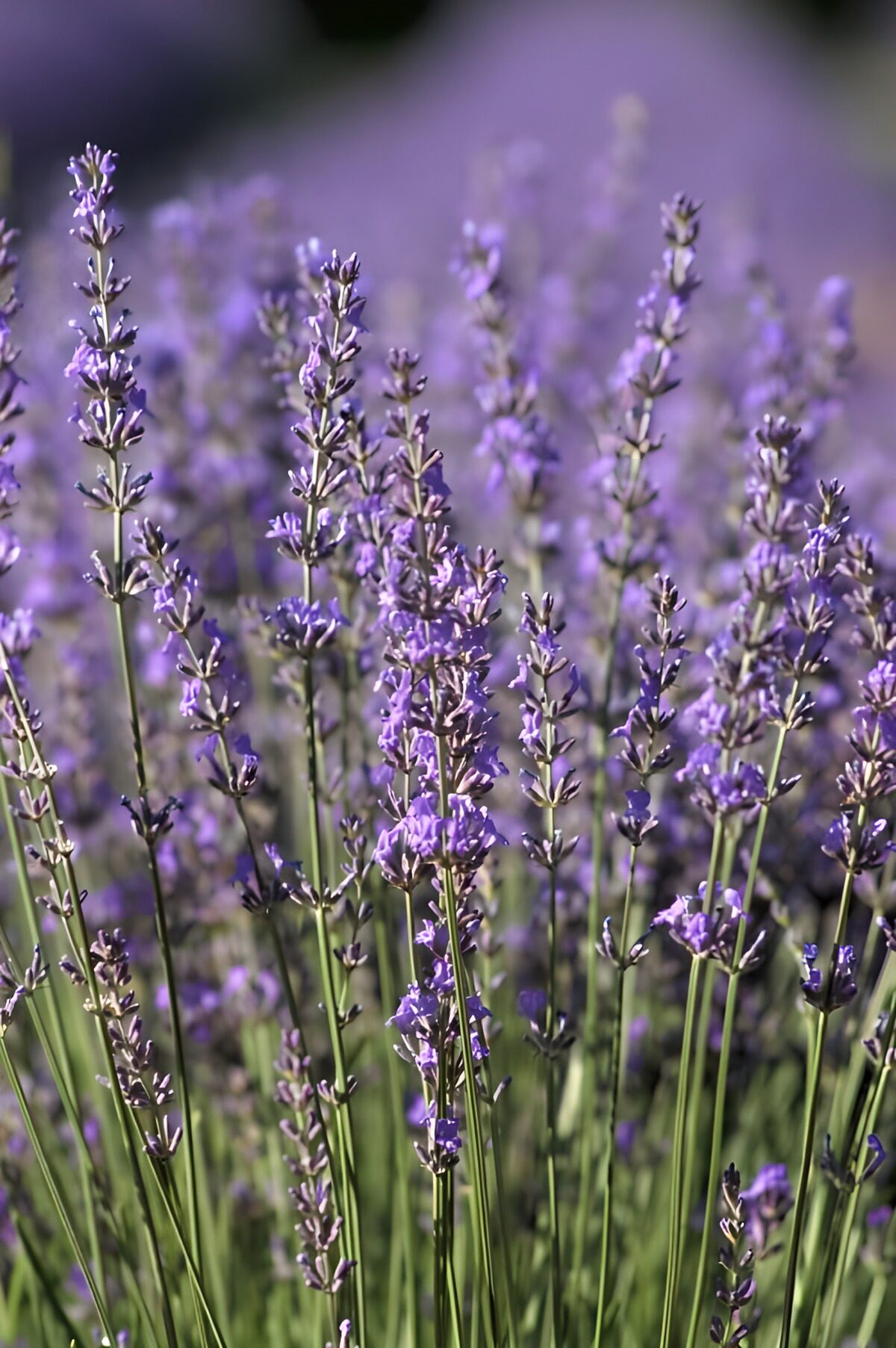 Lavanda en flor bañada de luz