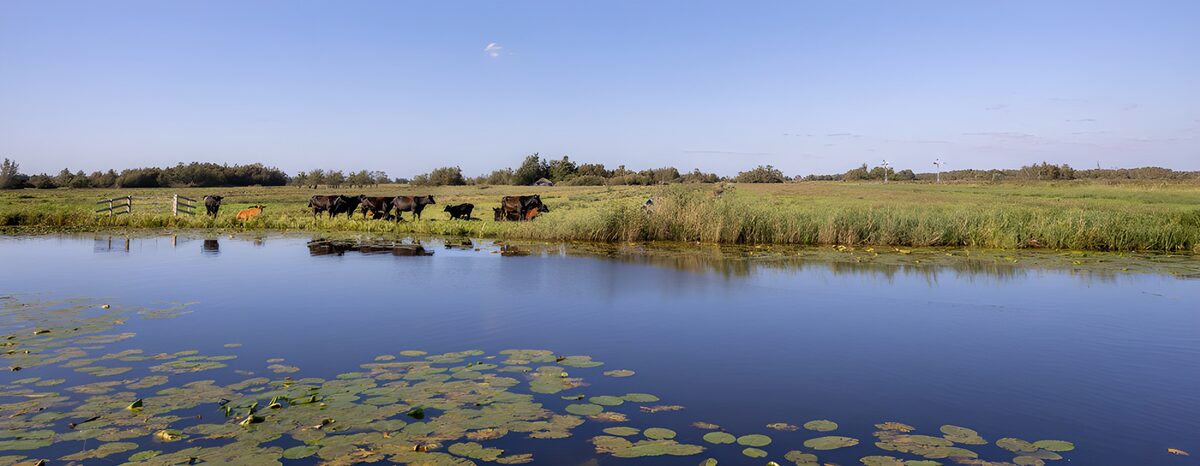 Estanque y vacas en calma