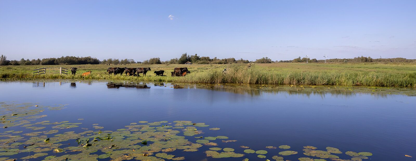 TPES73996: Estanque y vacas en calma