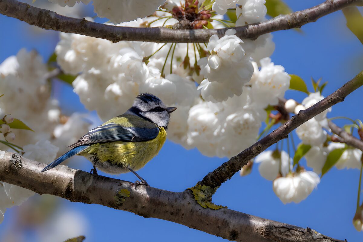 Herrerillo al sol en una rama en flor