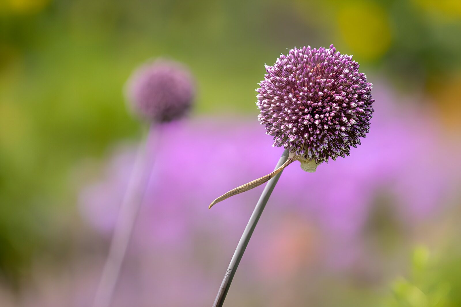 TPES63154: Allium violeta en primer plano