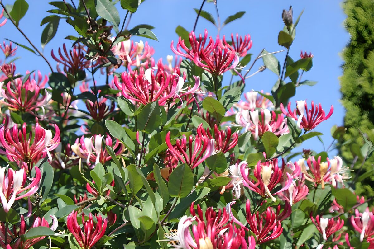 Madreselva rosa y blanca al sol