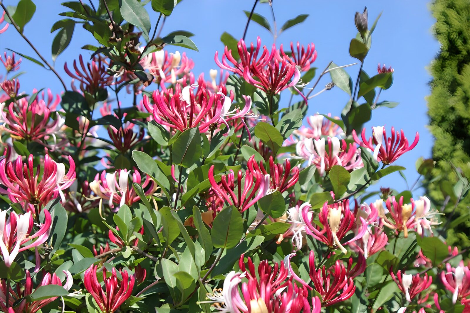 TPES38093: Madreselva rosa y blanca al sol