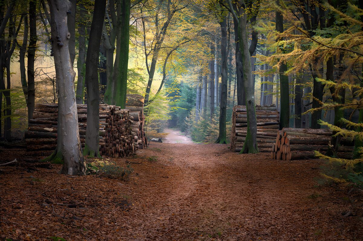 Camino de otoño entre pilas de leña