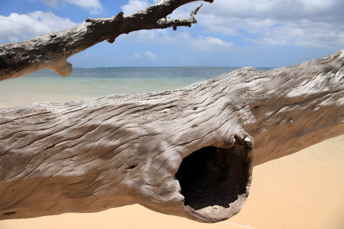 TPES32490: Tronco varado junto al mar