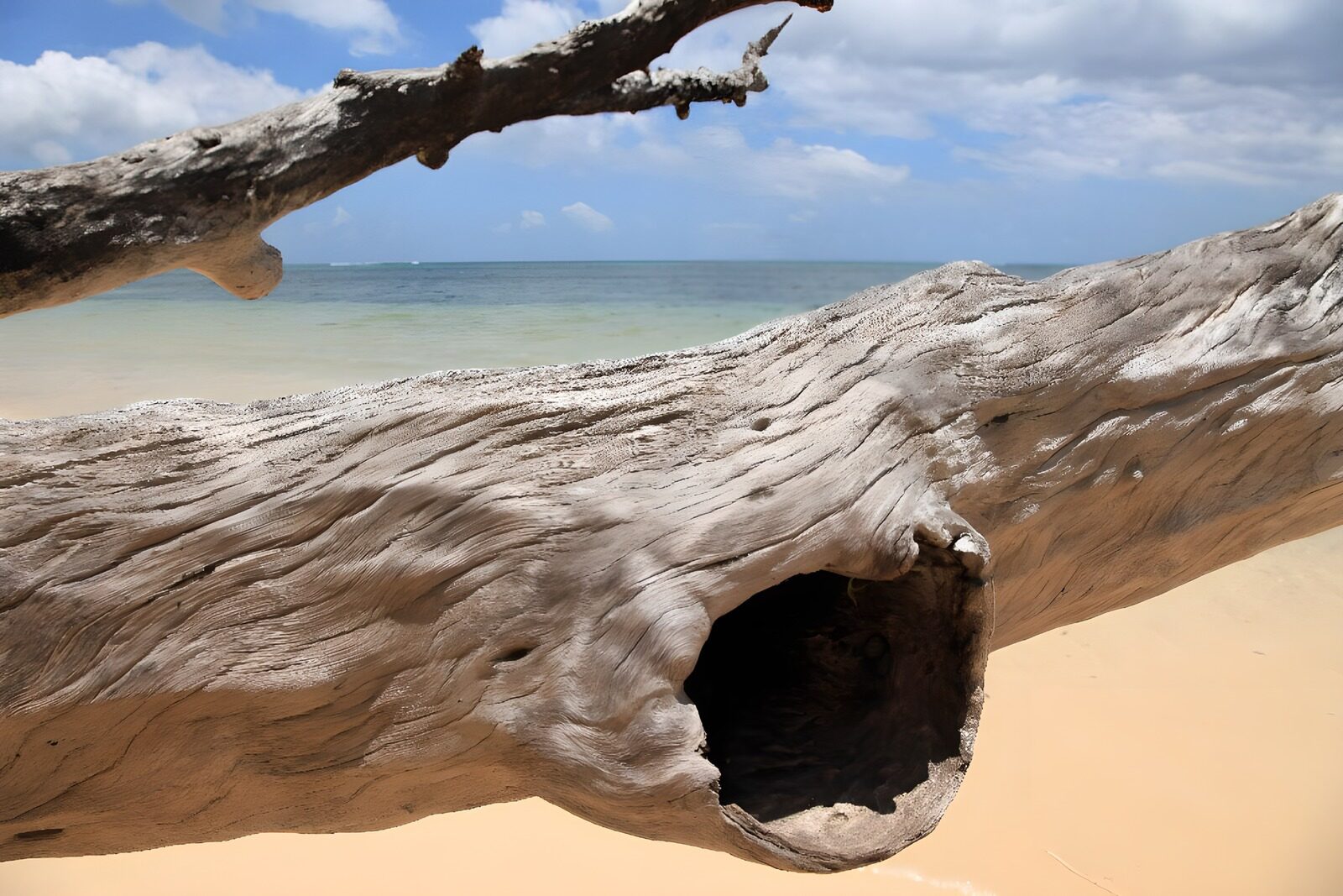 TPES32490: Tronco varado junto al mar
