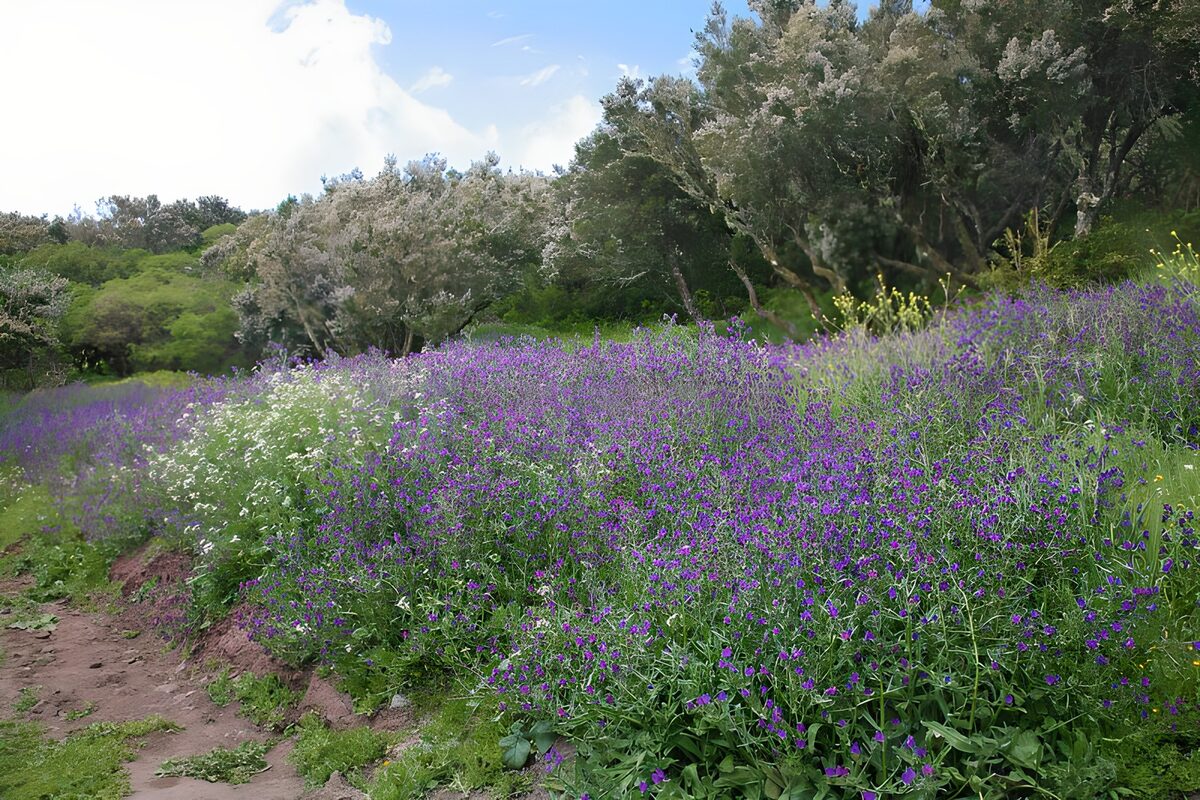Sendero entre flores moradas y blancas