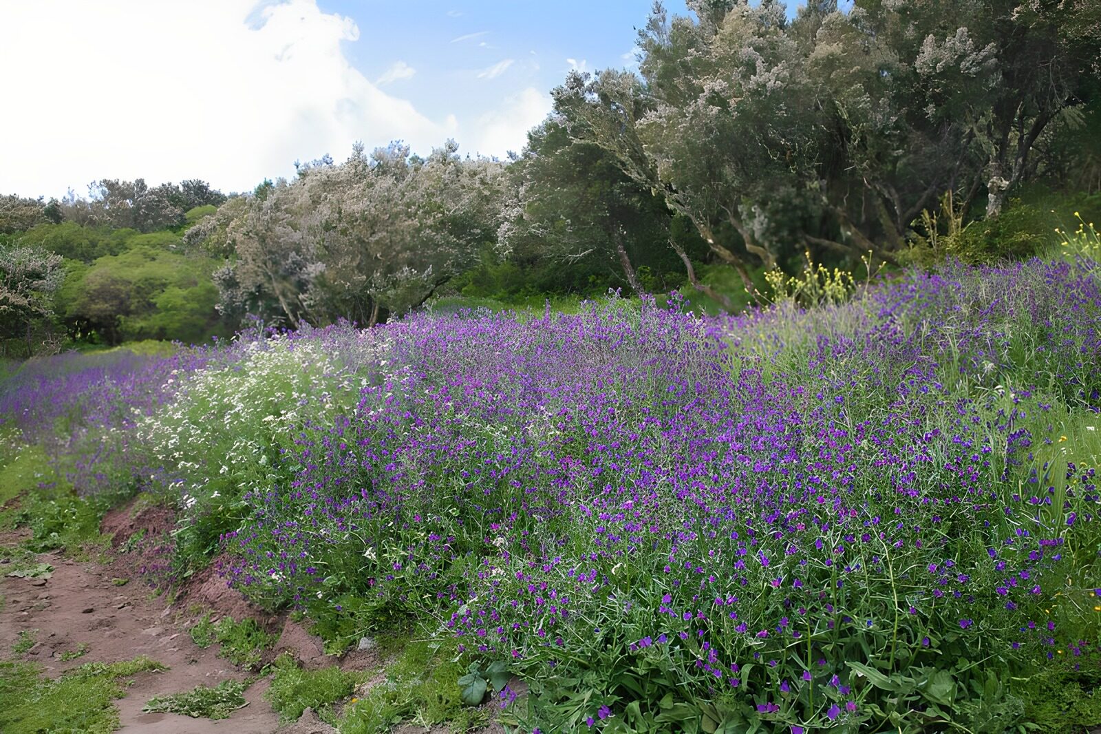 TPES31978: Sendero entre flores moradas y blancas