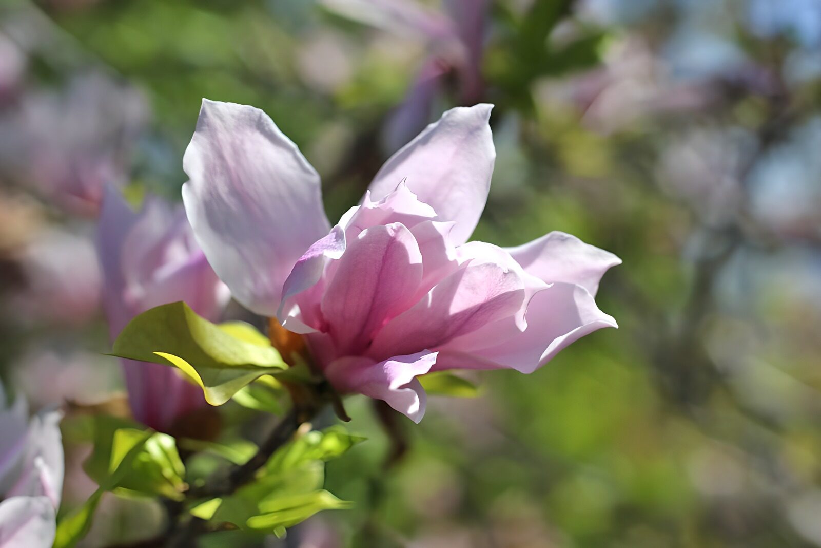 TPES36654: Magnolia rosa abierta a la luz