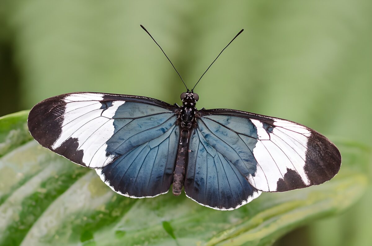 Mariposa de alas abiertas, un paréntesis azul