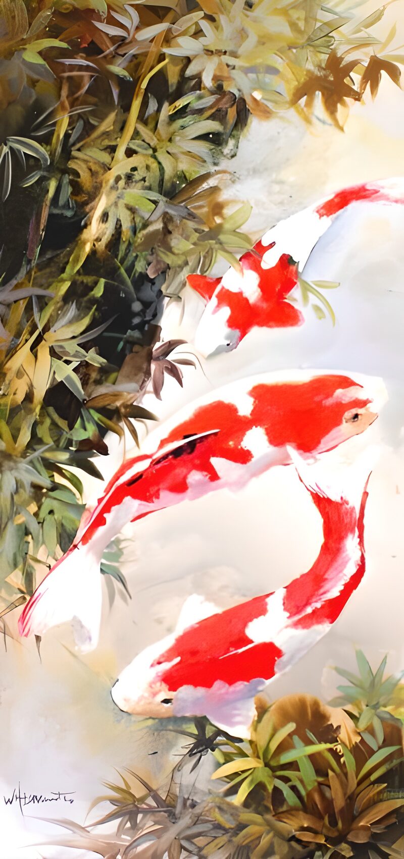 Tres koi rojos y blancos en agua calma