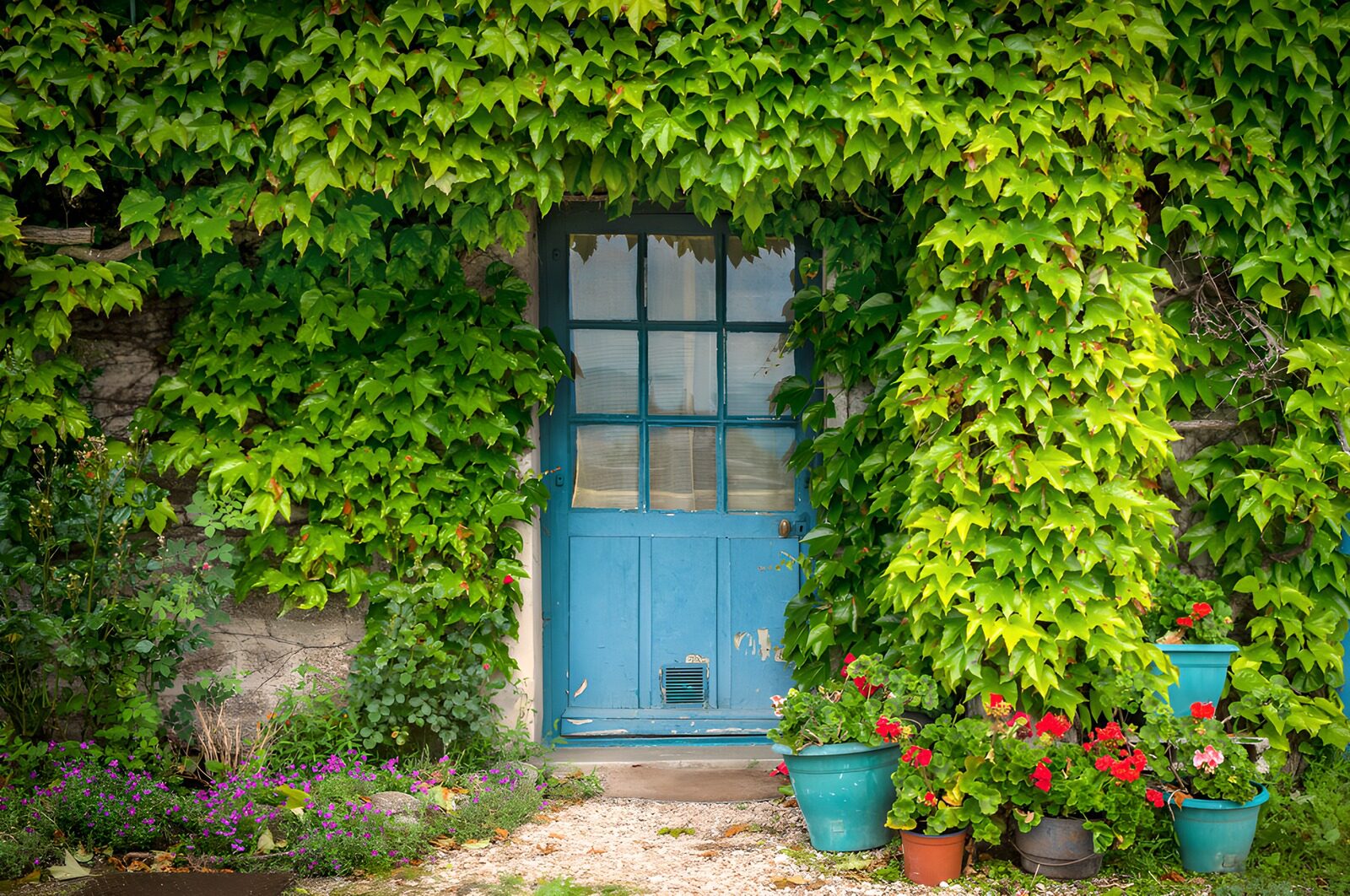TPES97361: Puerta azul entre hojas y flores
