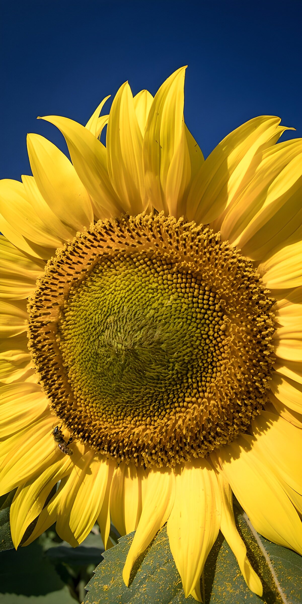TPES46831: Girasol, una espiral de verano