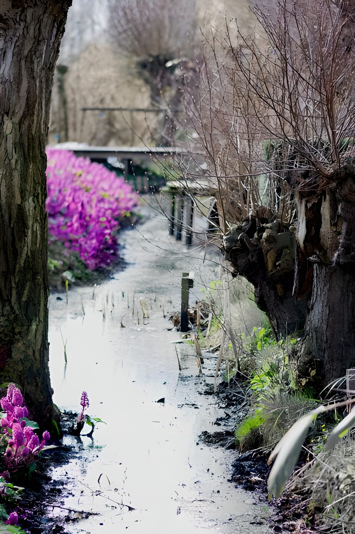 TPES33299: Agua y flores entre troncos rugosos