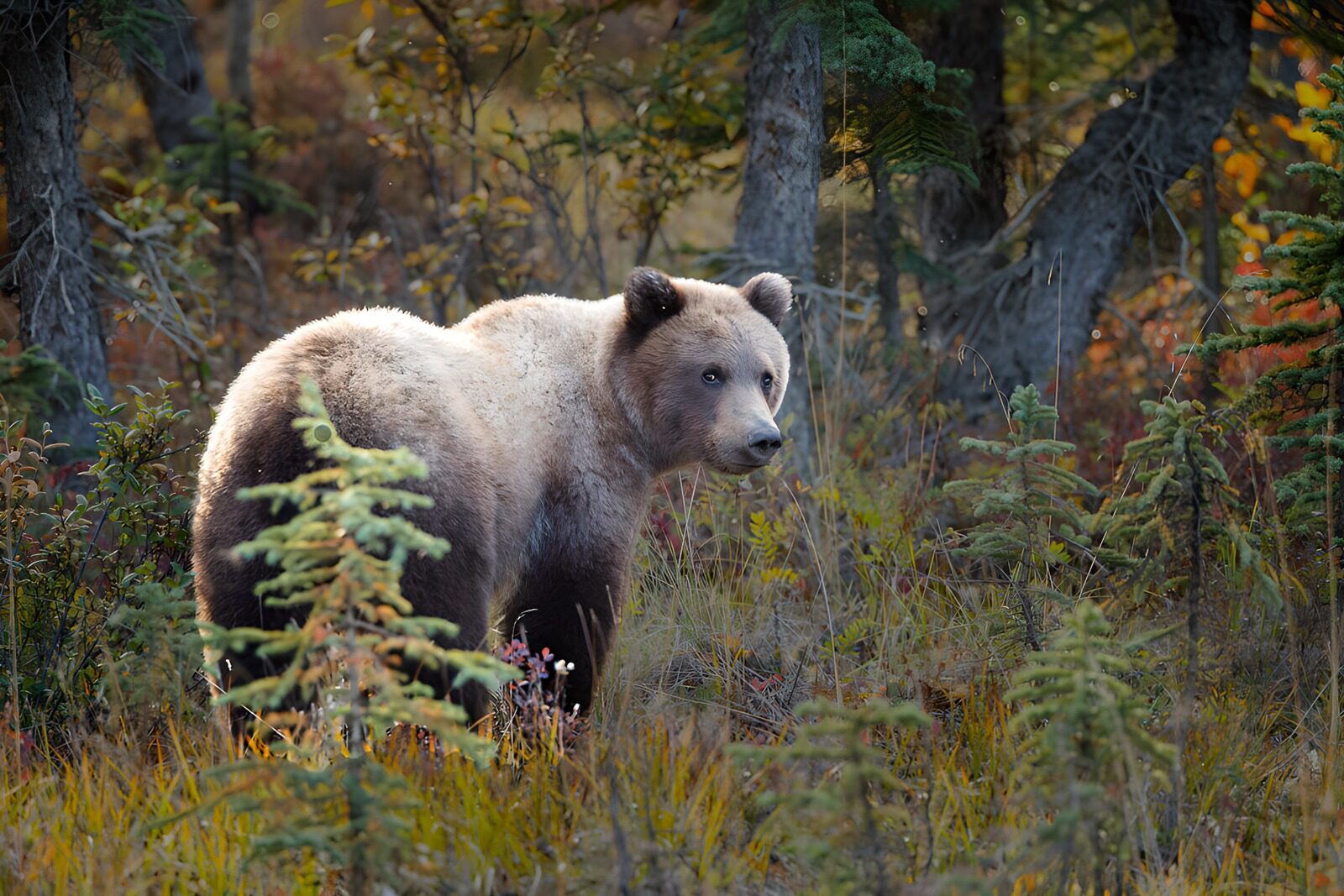 TPES99936: Oso pardo entre coníferas de otoño