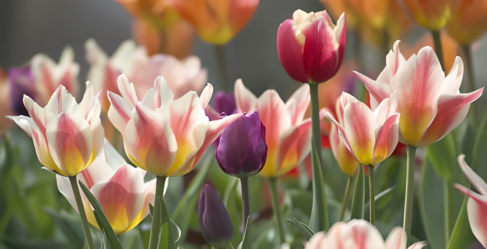 TPES64320: Tulipanes rosas y blancos al sol