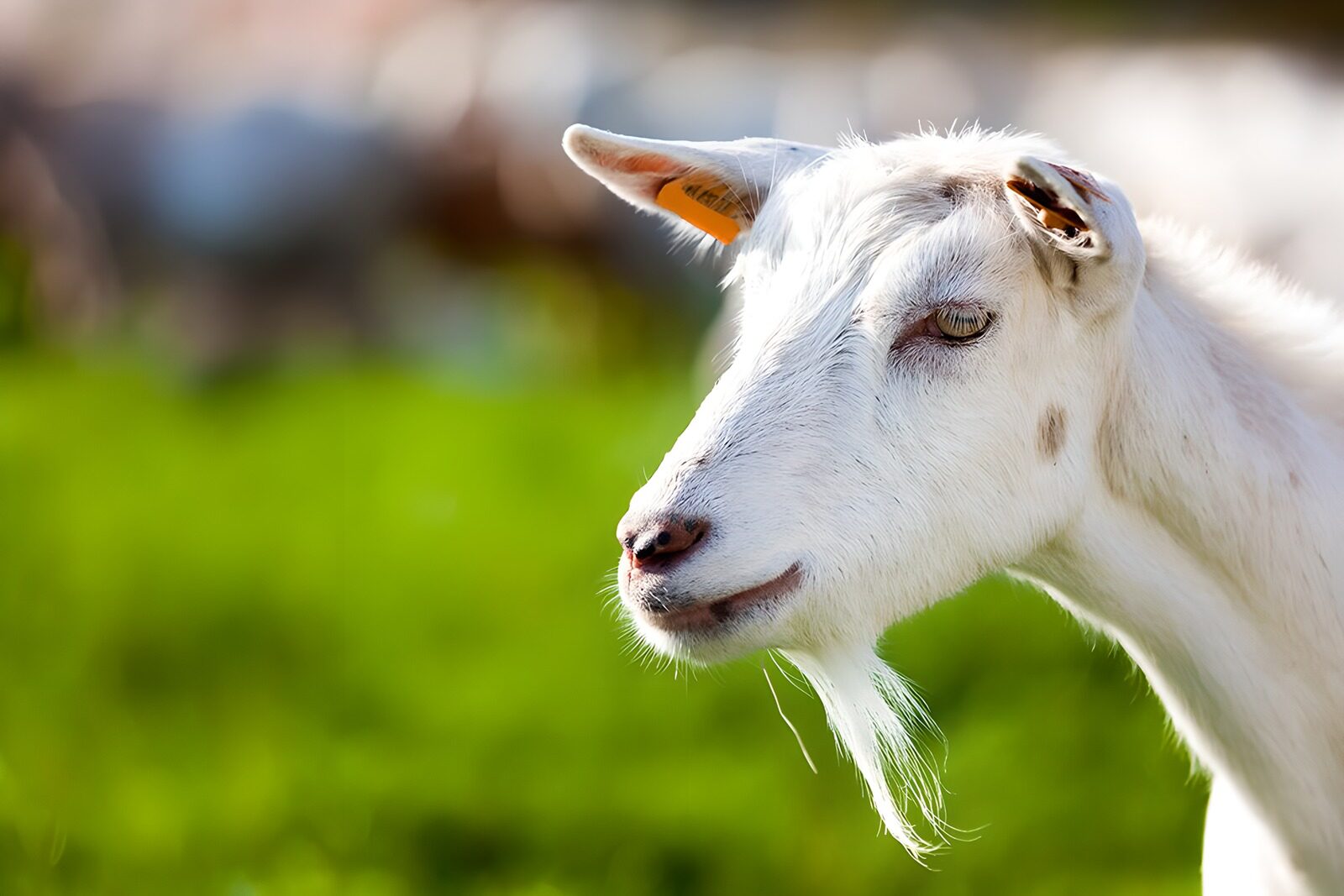 TPES94796: Cabra blanca de perfil al sol