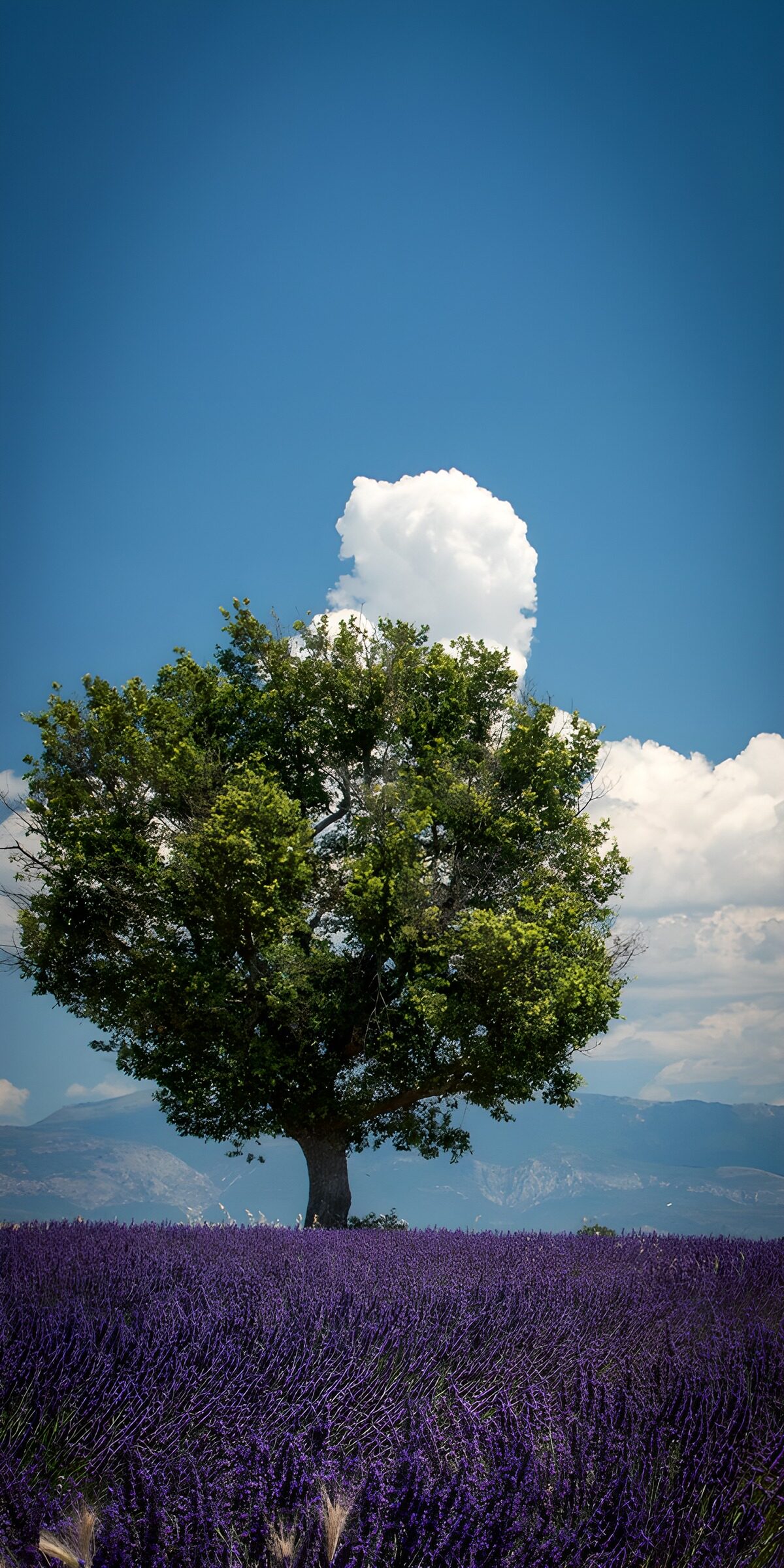TPES11441: Árbol solitario en un campo de lavanda