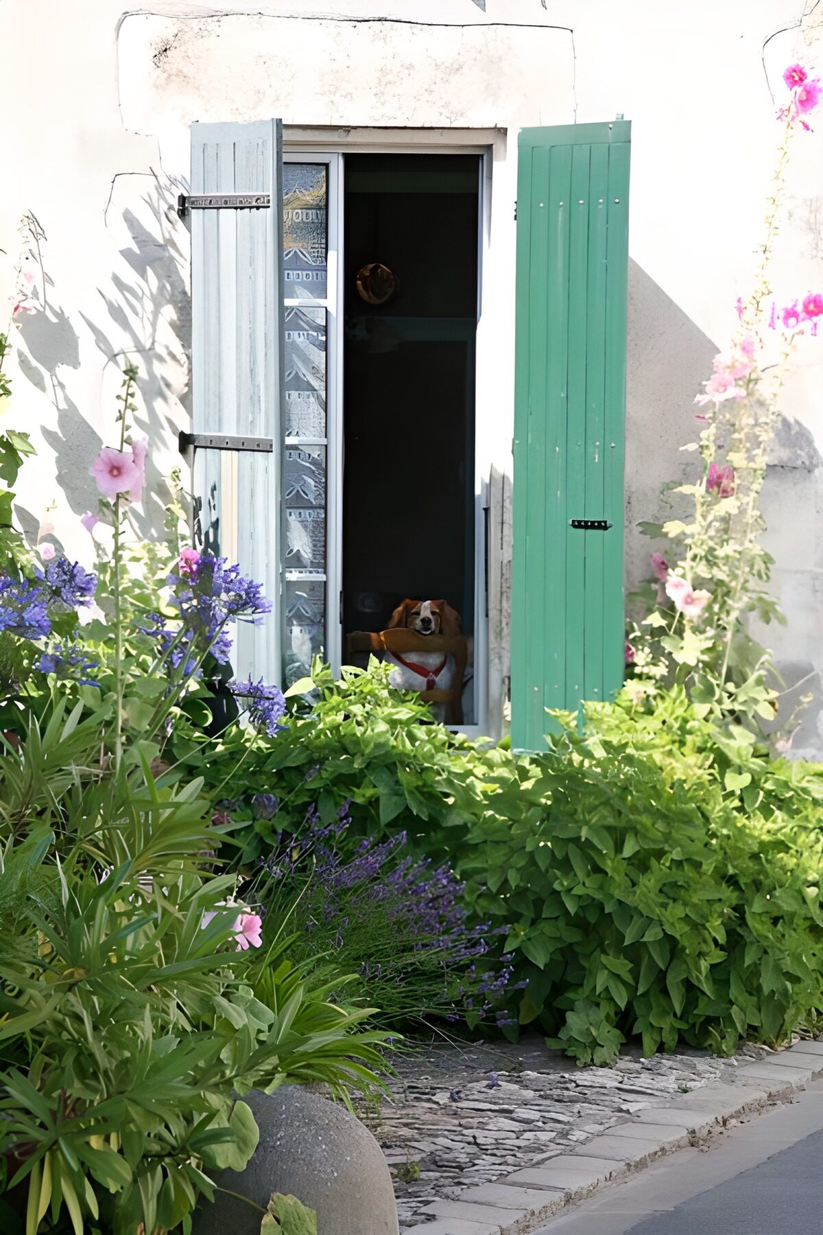 TPES87354: Perro entre flores y contraventanas