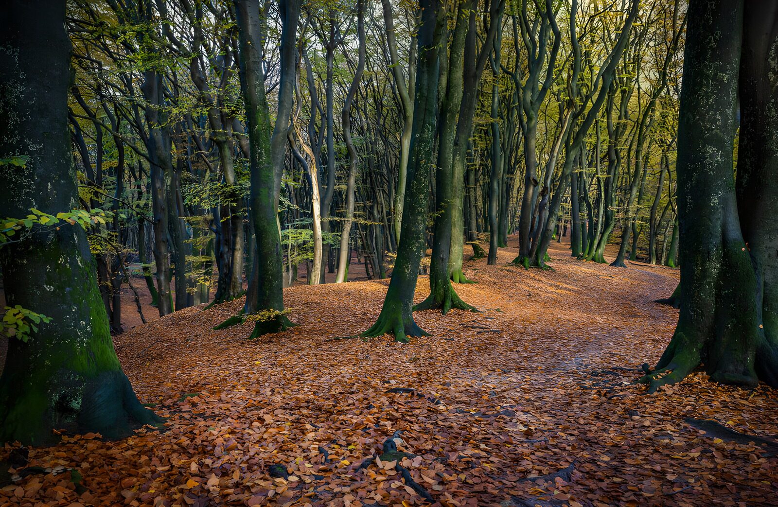 TPES44323: Sendero de otoño entre troncos grises