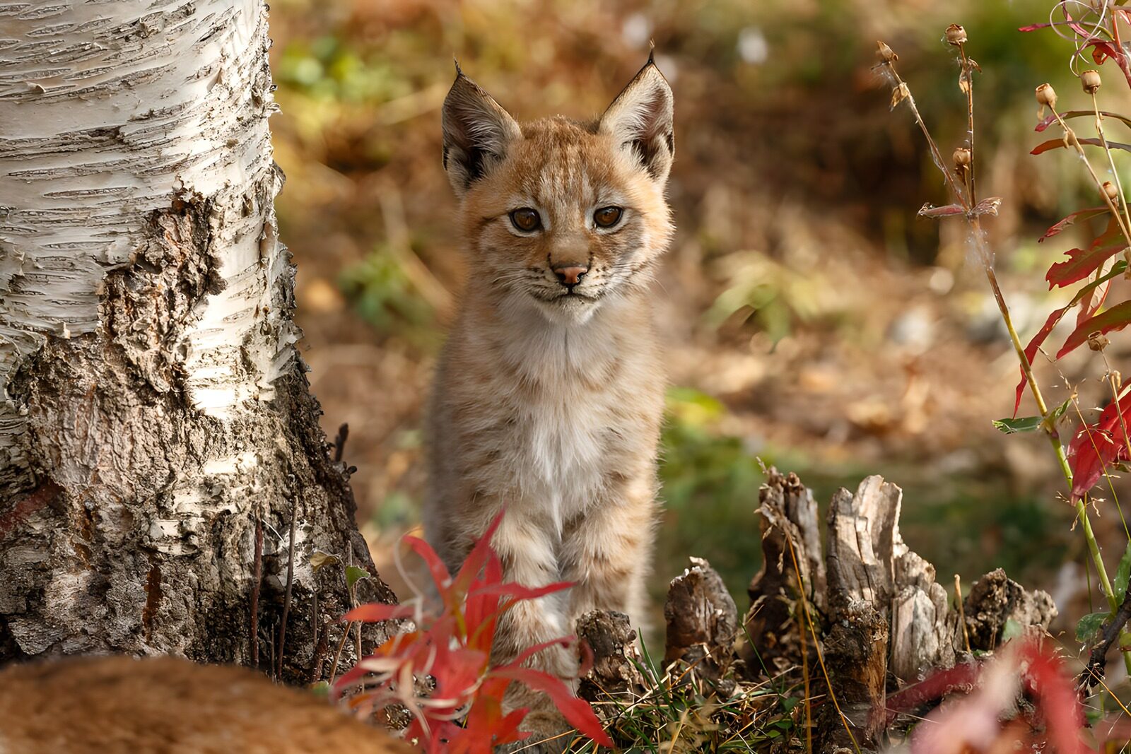 TPES22769: Lince joven al pie de un abedul