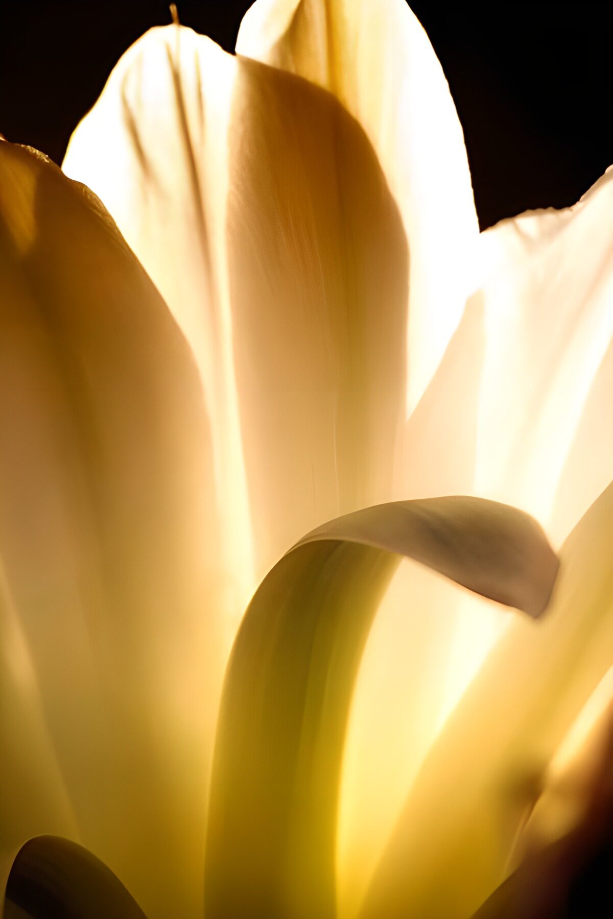 TPES53003: Tulipán amarillo a contraluz